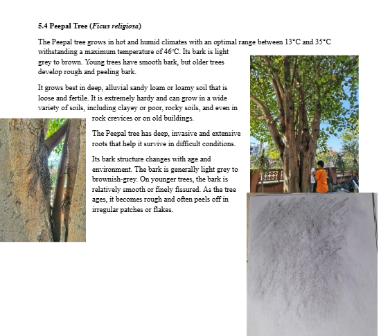 Guava Tree